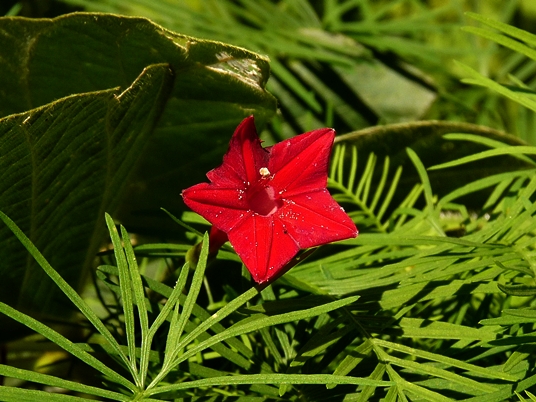 {Ipomoea quamoclit}